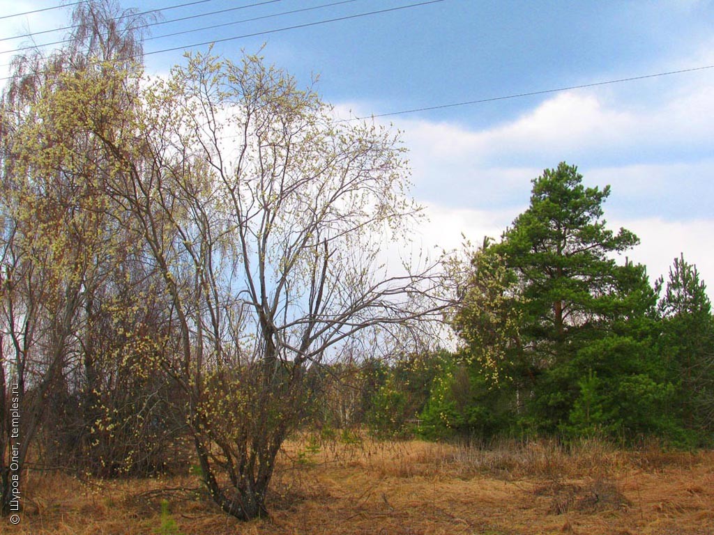 Церковь Параскевы (Пятницы) Великомученицы в Коровино
